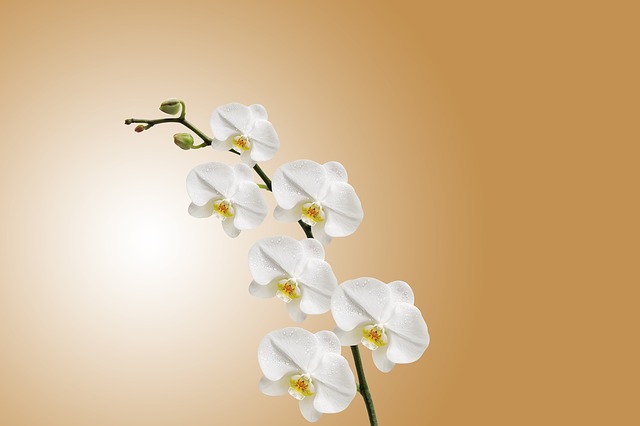 Pěstování orchidejí pro začátečníky